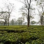 Thumbnail Of Baradighi Tea Estate