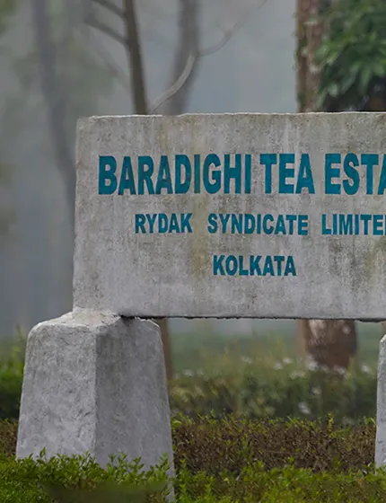 The Entrance Rock at Baradighi Tea Estate