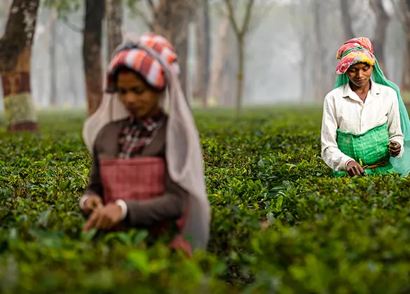 Tea Pickers Picking Tea at Baradighi Estate