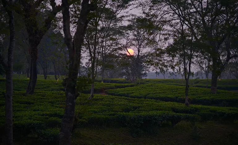 Image Of Morning Scene at Baradighi Tea Estate